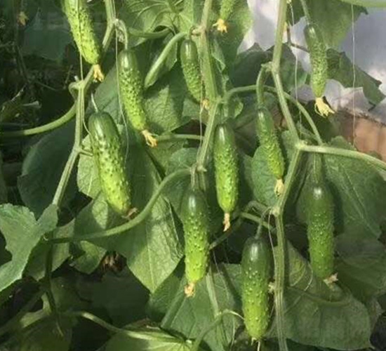 ���S��-�S�ϷN��-�A�~�N�I(y��)