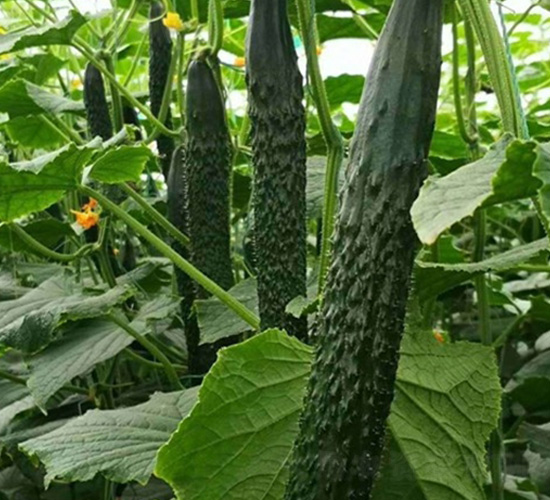 �G��A6�S��-�S�ϷN��-�A�~�N�I(y��)