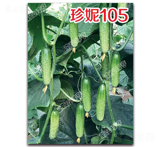 珍妮105-小黃瓜種子-南澳綠亨