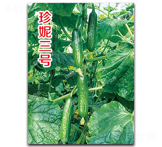 珍妮三號(hào)-小黃瓜種子-南澳綠亨