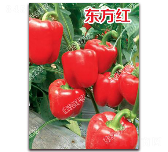 東方紅-甜椒種子-南澳綠亨