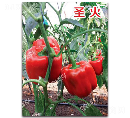 圣火-甜椒種子-南澳綠亨