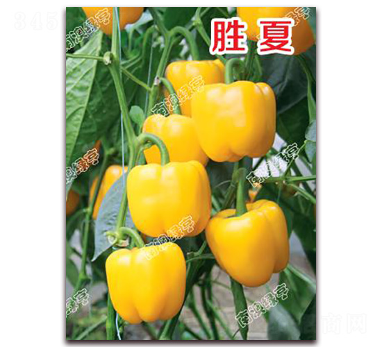 勝夏-甜椒種子-南澳綠亨
