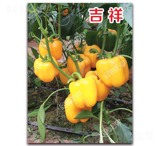 吉祥-甜椒種子-南澳綠亨