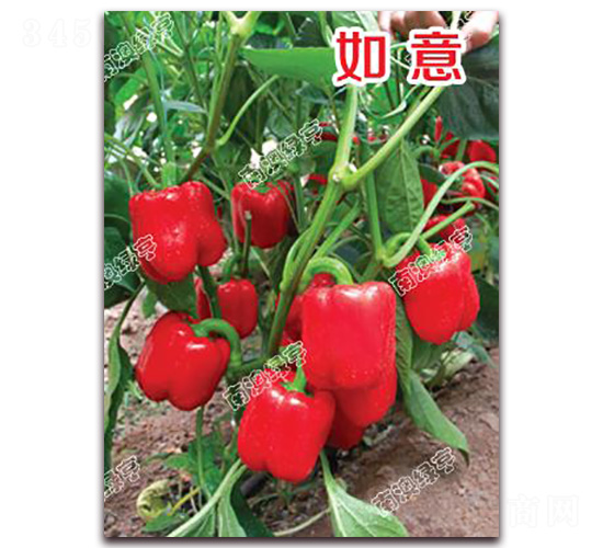 如意-甜椒種子-南澳綠亨