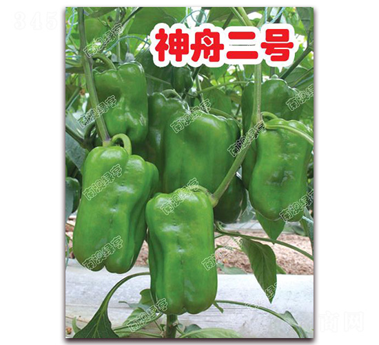 神舟二號(hào)-甜椒種子-南澳綠亨