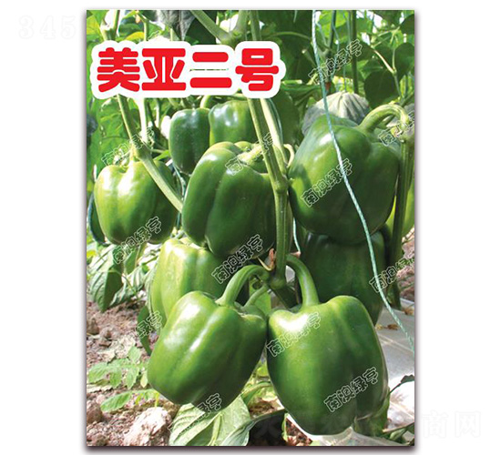 美亞二號(hào)-甜椒種子-南澳綠亨