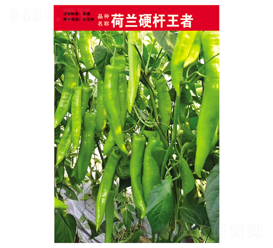 荷蘭硬桿王者-辣椒種子-英格蘭仕