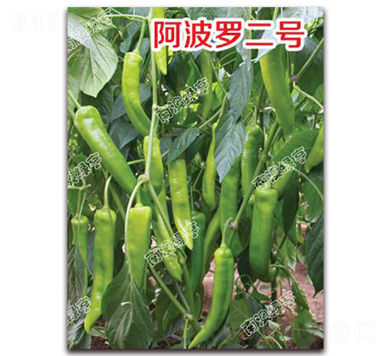 阿波羅二號-尖椒種子-南澳綠亨