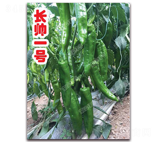 長帥一號(hào)-尖椒種子-南澳綠亨