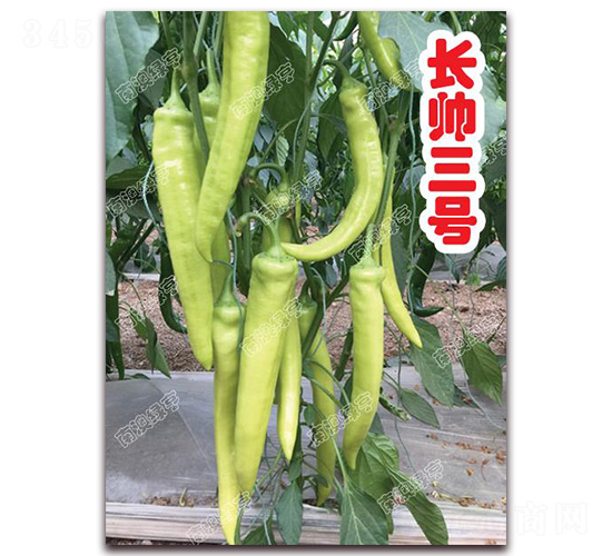 長(zhǎng)帥三號(hào)-尖椒種子-南澳綠亨