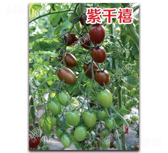 ��ǧ��-��ɫ���ѷN��-�ϰľG��