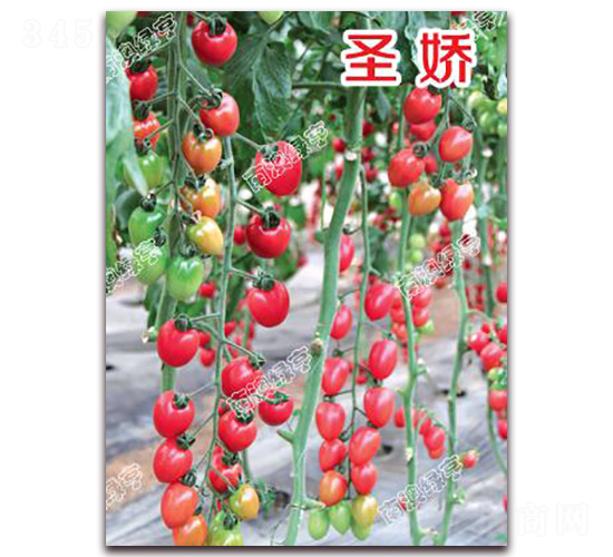 ʥ��-���ҷ��ѷN��-�ϰľG��