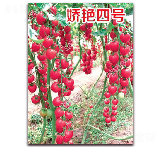 ���G��̖-���ҷ��ѷN��-�ϰľG��