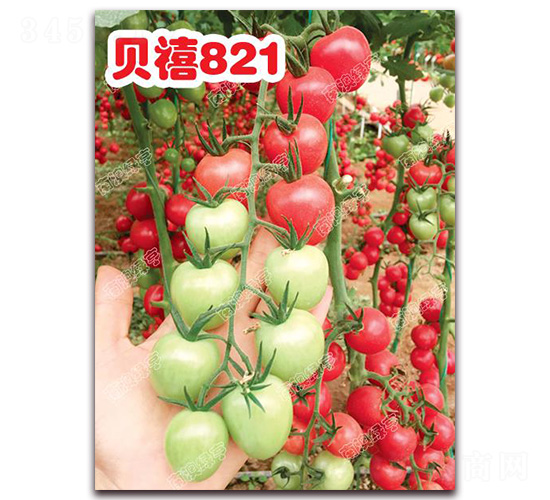 ؐ��821-���ҷ��ѷN��-�ϰľG��