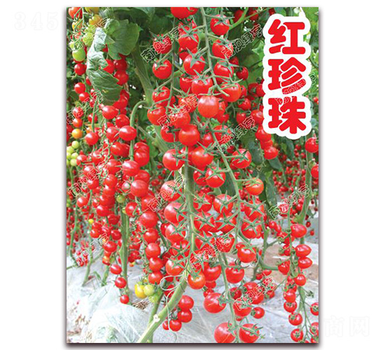 �t����-���ҷ��ѷN��-�ϰľG��