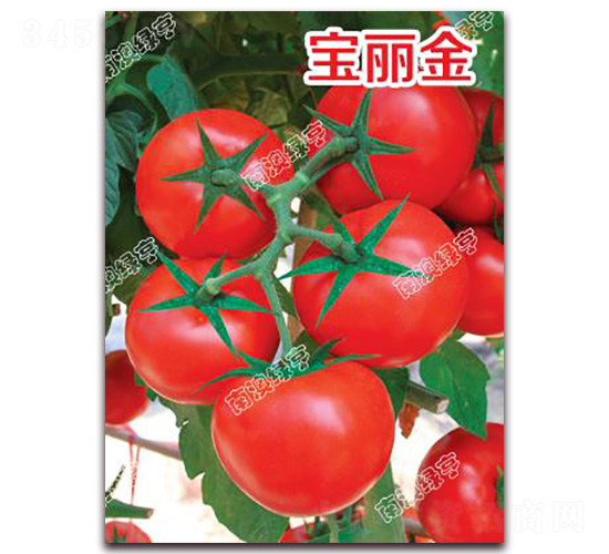 寶麗金-大紅番茄種子-南澳綠亨