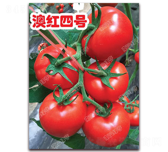 澳紅四號(hào)-大紅番茄種子-南澳綠亨