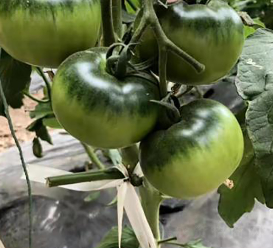 常樂2號草莓番茄-西紅柿種子-圣晨農(nóng)業(yè)