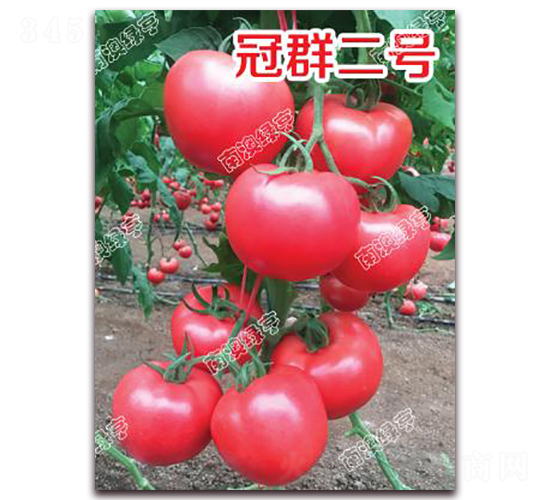 冠群二號(hào)-粉果番茄種子-南澳綠亨