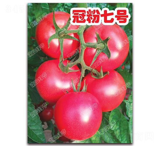 冠粉七號-粉果番茄種子-南澳綠亨