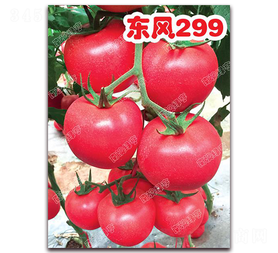 �|�L299-�۹����ѷN��-�ϰľG��