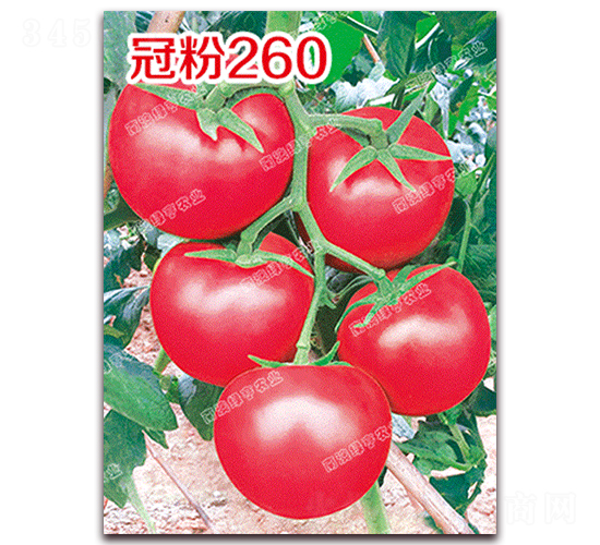 �ڷ�260-�۹����ѷN��-�ϰľG��