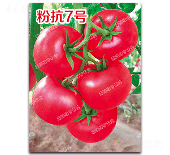 粉抗7號-粉果番茄種子-南澳綠亨