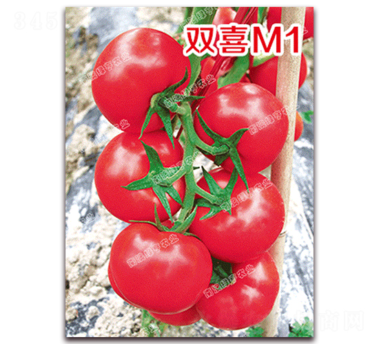 �pϲM1-�۹����ѷN��-�ϰľG��