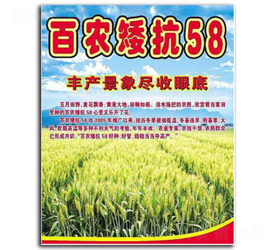 百農(nóng)矮抗58-小麥種子-亞豐種業(yè)