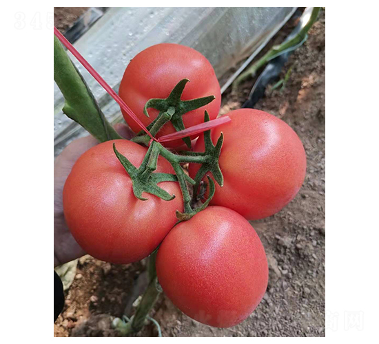 金種子8-F-番茄種子-禾潤(rùn)種子