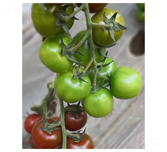 五彩西紅柿種子-番茄種子-禾潤種子