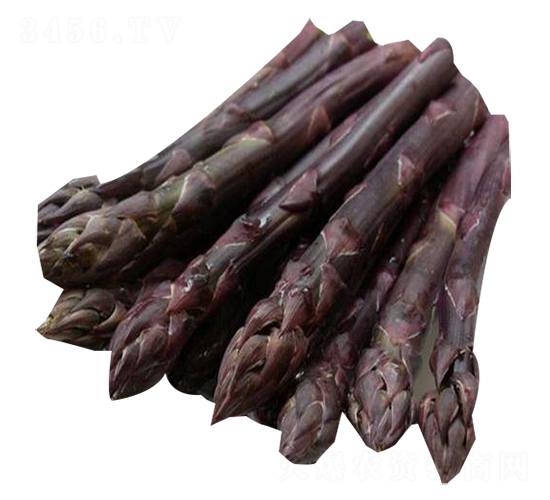 ��ɫ����-�J�S�N��-��T�S�r(n��ng)�I(y��)