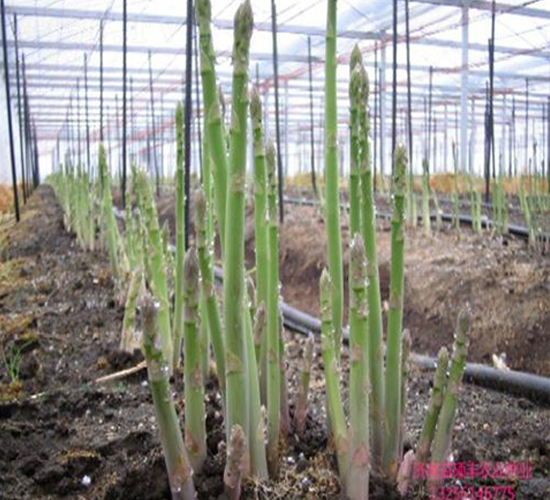 ����8̖F1-�J�S�N��-��T�S�r(n��ng)�I(y��)