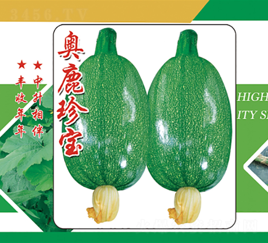 奧鹿珍寶-西葫蘆種子-中升農業(yè)