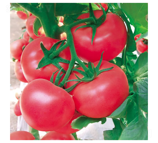 ���m3̖(h��o)-�۹����ѷN��-����