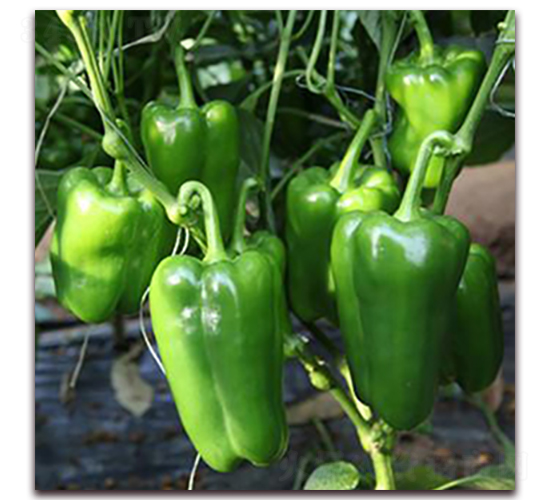 太空六號-甜椒種子-瑞盛元