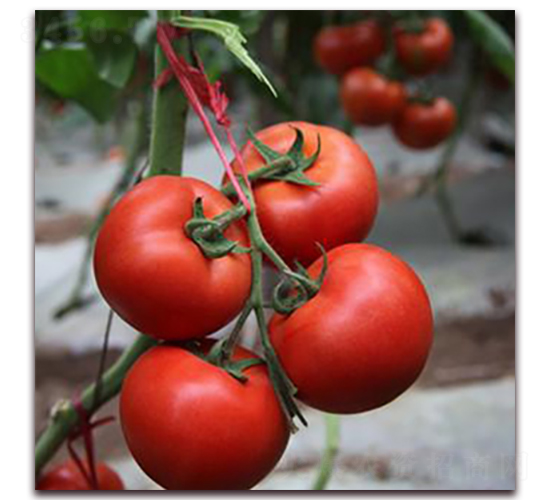 ϣ���D-�t�����ѷN��-��ʢԪ