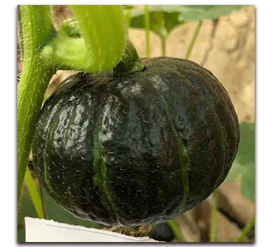 日本3號(hào)-南瓜種子-瑞盛元