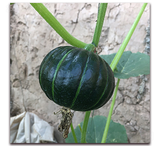 日本5號(hào)-南瓜種子-瑞盛元