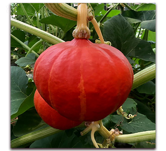 �Mɽ�t�Ϲ�-�ϹϷN��-��ʢԪ