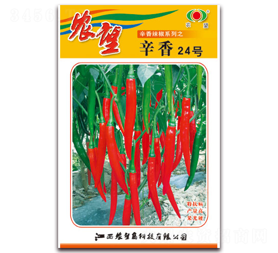 辛香24號-尖椒種子-農(nóng)望