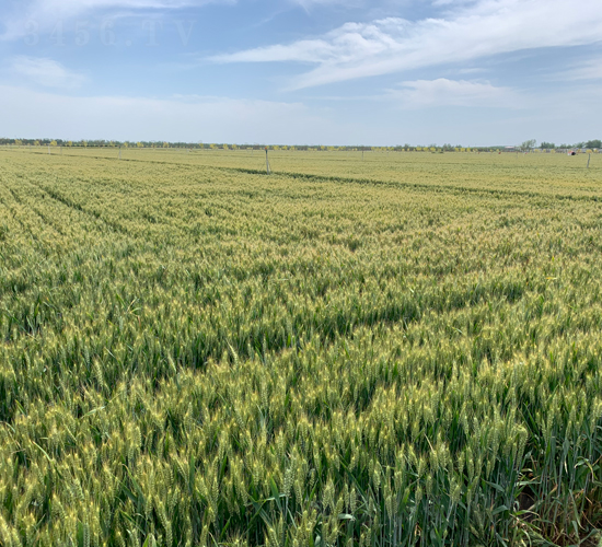 鄭麥7698-小麥種子-金運種業(yè)