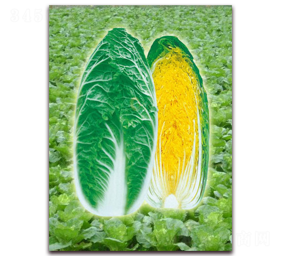 ������-���޲˷N��-���r(n��ng)���v