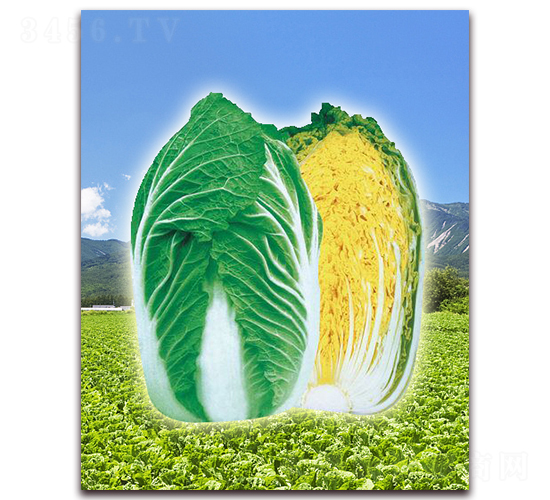 ��ʢ-��ײ˷N��-���r���v