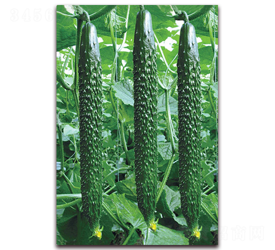 韓密六號(hào)-黃瓜種子-中農(nóng)天騰