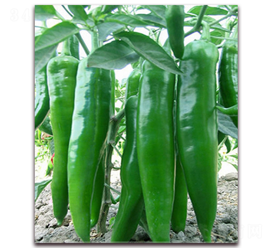 霸椒一號-牛角椒種子-中農(nóng)天騰