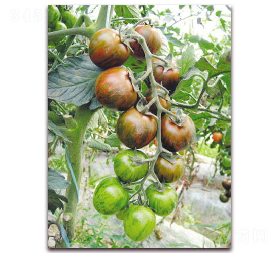 �����3F1-��ɫС���ѷN��-���r(n��ng)���v