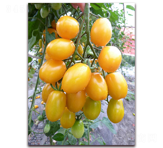 ������̖F1-�SɫС���ѷN��-���r(n��ng)���v