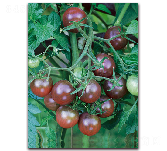 黑圣女F1-特色水果小番茄種子-中農(nóng)天騰